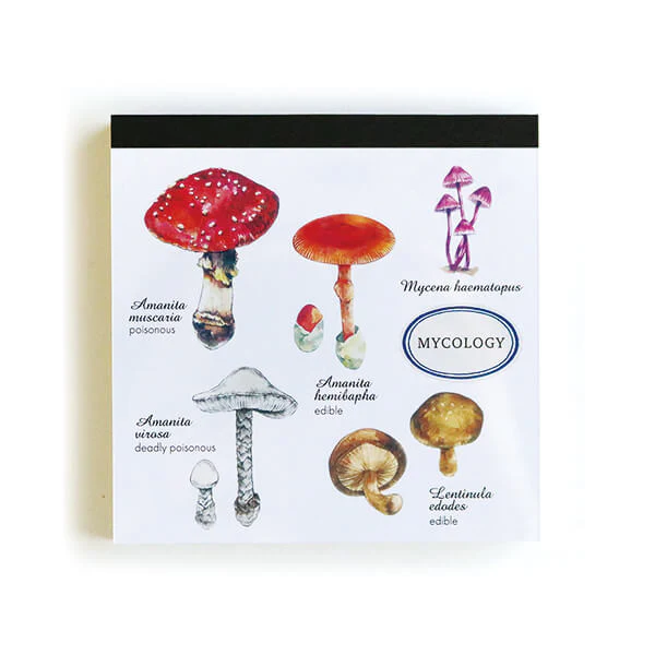 Notes Memo Pad Study Holic | Mykologia
