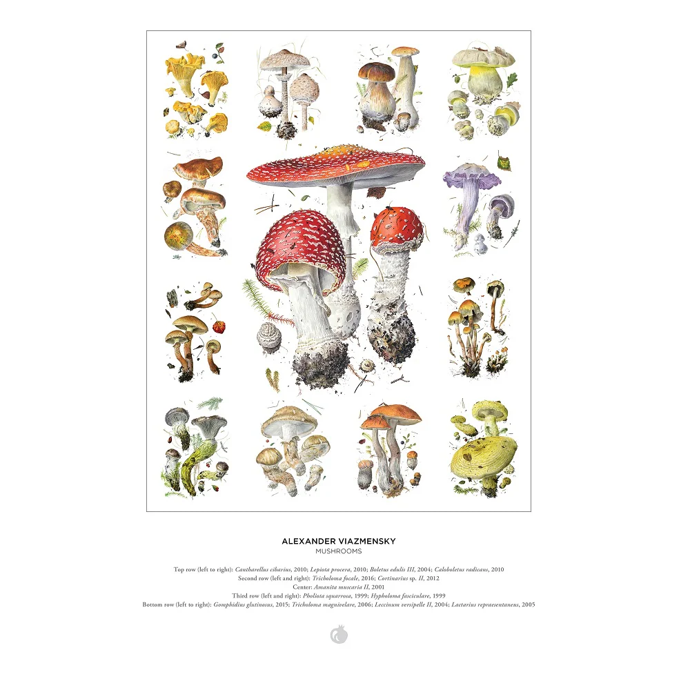 Puzzle 1000 | Grzyby - Image 3